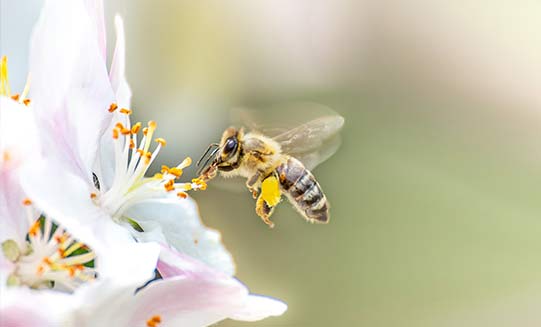 Eine fleissige Biene fliegt von einer Blume