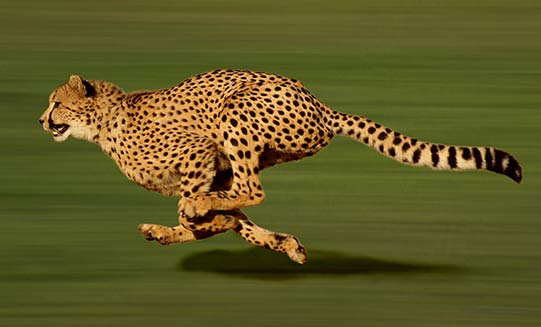 Rennender Gepard, schnell wie eine speed optimierte Website
