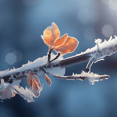 Zweig mit Schnee und Blätter im Winter